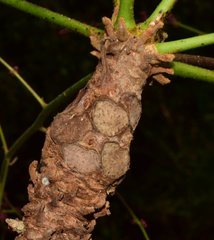 Comocladia macrophylla