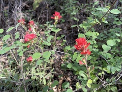 Castilleja martini martini