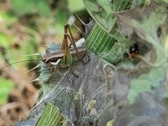 Eupholidoptera smyrnensis