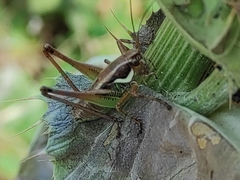 Eupholidoptera smyrnensis