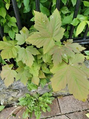 Acer pseudoplatanus