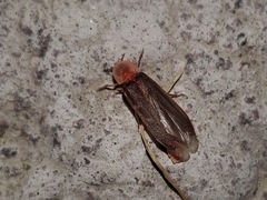 Microphotus angustus