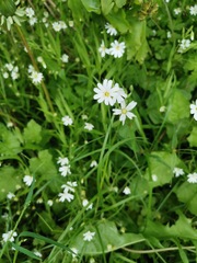 Rabelera holostea