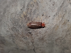 Microphotus angustus