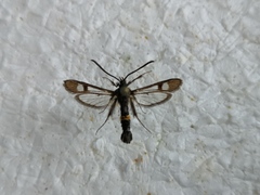 Synanthedon soffneri