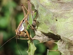 Eupholidoptera smyrnensis
