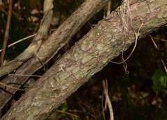 Comocladia macrophylla