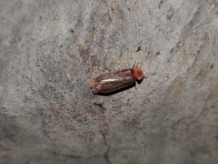 Microphotus angustus