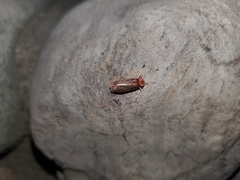 Microphotus angustus