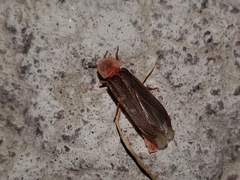 Microphotus angustus