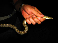Arizona elegans