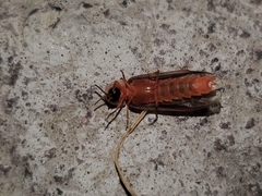 Microphotus angustus