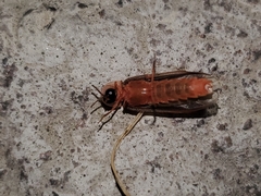 Microphotus angustus