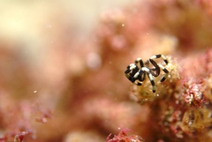 Stylopallene cheilorhynchus