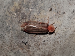 Microphotus angustus