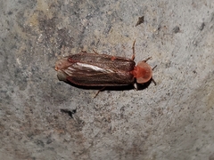 Microphotus angustus