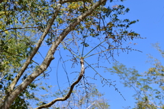 Comocladia macrophylla