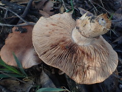 Tricholoma eucalypticum