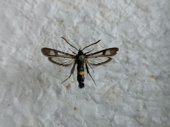 Synanthedon soffneri