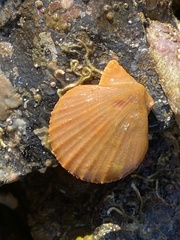 Chlamys