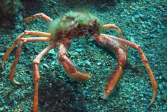 Leptomithrax gaimardii