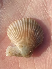Chlamys