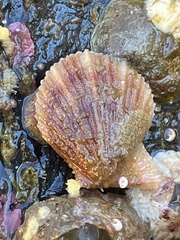 Chlamys