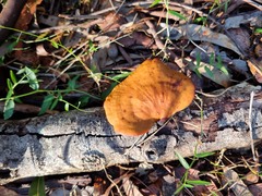 Neodictyopus dictyopus