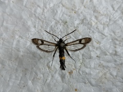 Synanthedon soffneri