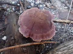 Thaxterogaster submagellanicus