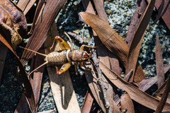 Teleogryllus mitratus