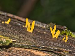 Calocera sinensis
