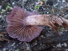 Thaxterogaster submagellanicus