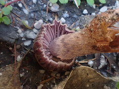 Thaxterogaster submagellanicus