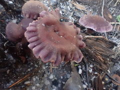 Thaxterogaster submagellanicus