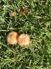 Calocybe