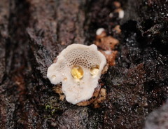 Datronia brunneoleuca