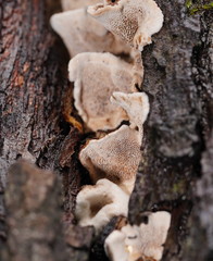 Datronia brunneoleuca