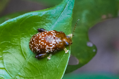 Asiophrida scaphoides