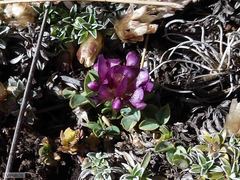 Trifolium burchellianum
