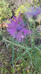 Galactites tomentosus
