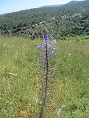 Scilla hyacinthoides