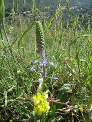 Scilla hyacinthoides