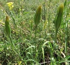 Tragopogon coelesyriacus