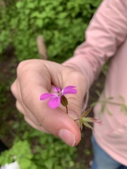 Geranium palustre
