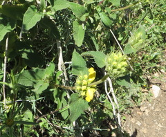 Phlomis viscosa