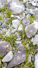 Carmichaelia uniflora