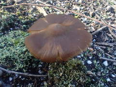 Cortinarius clelandii