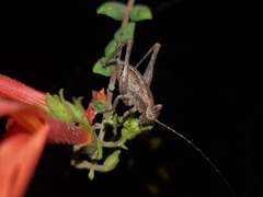 Neduba castanea