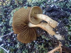 Cortinarius clelandii